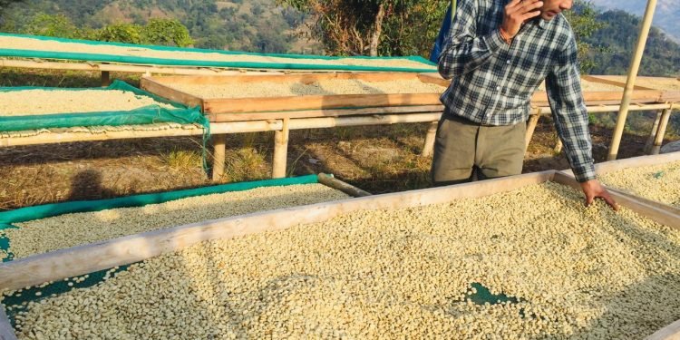 कफी खेतीबाट वार्षिक १३ लाख आम्दानीः ‘कृषि कर्म गरेर पनि मनग्य कमाउन सकिन्छ’