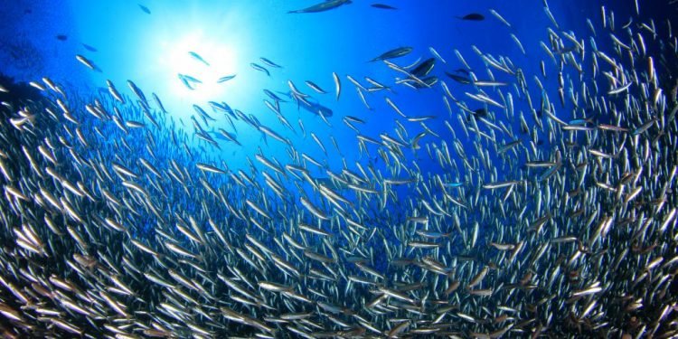 माछाका भुरा उत्पादनमा समस्या