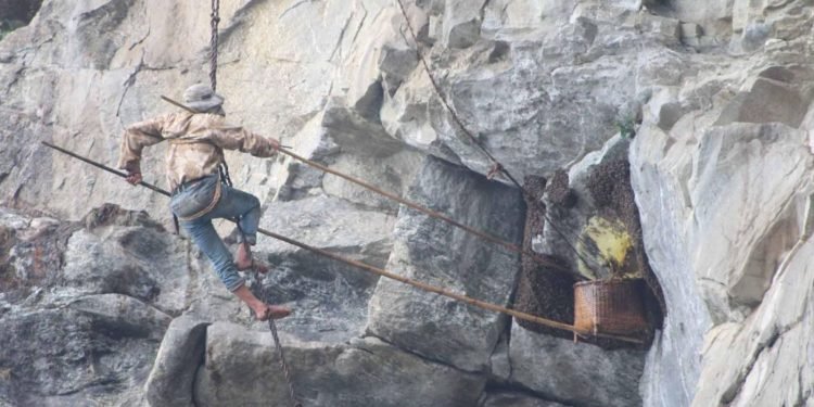 म्याग्दीमा मह सिकार सुरु