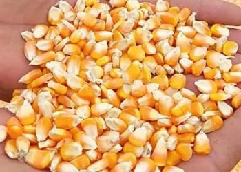 किसानलाई उन्नत जातको मकैको बीउ अनुदानमा