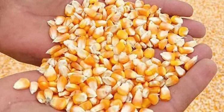 किसानलाई उन्नत जातको मकैको बीउ अनुदानमा