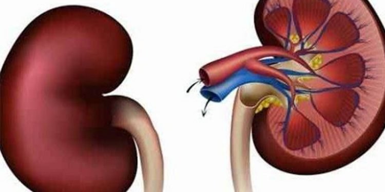 विश्व मृगौला दिवस नेपालमा पनि विविध कार्यक्रम गरी मनाइँदै