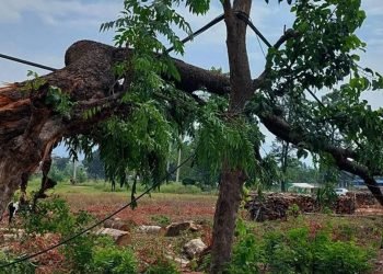 ‘एसियन हाइवे’ बनाउन काँकडभिट्टाबाट ४ हजारभन्दा बढी रुख काट्न सुरु