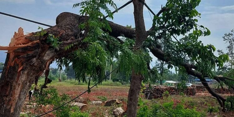 ‘एसियन हाइवे’ बनाउन काँकडभिट्टाबाट ४ हजारभन्दा बढी रुख काट्न सुरु