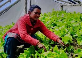 हिल्दुमका किसान तरकारीखेतीमा आकर्षित