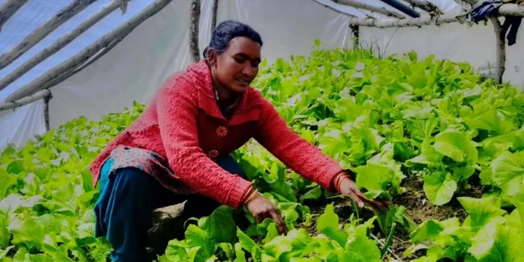 हिल्दुमका किसान तरकारीखेतीमा आकर्षित
