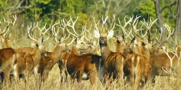 शुक्लाफाँटामा बाह्रसिङ्गाको गणना हुँदै