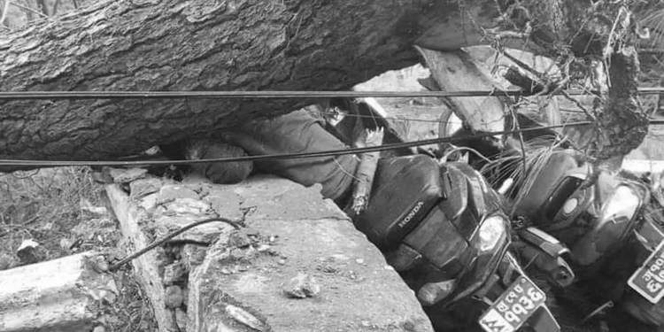 हावाहुरीले रुख ढाल्दा एक युवकको मृत्युु