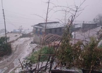 पाक्नै लागेको बालीमा असिनापानीले क्षति