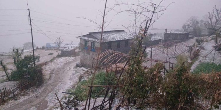 पाक्नै लागेको बालीमा असिनापानीले क्षति