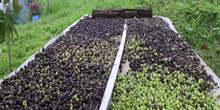 छिल्लीकोटबासीको आम्दानीको स्रोत मालागेडी