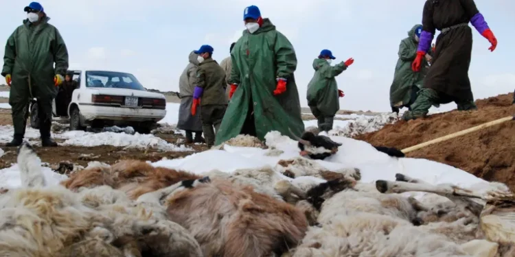 मङ्गोलियामा नौ प्रतिशतभन्दा बढी चौपायाको चिसोबाट मृत्यु