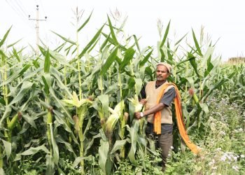 उन्नत जातको मकैमा दाना नलागेपछि किसान चिन्तित