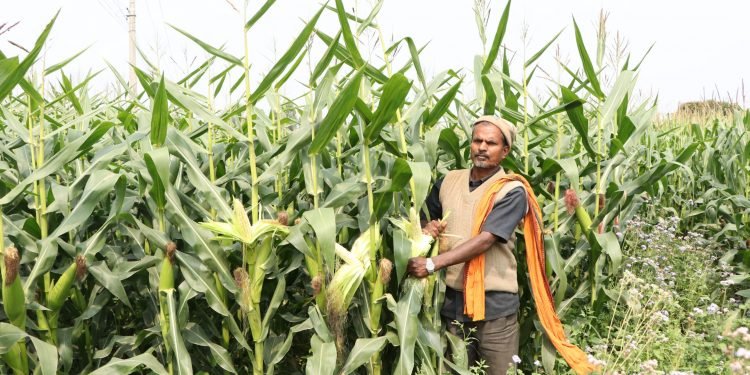 उन्नत जातको मकैमा दाना नलागेपछि किसान चिन्तित