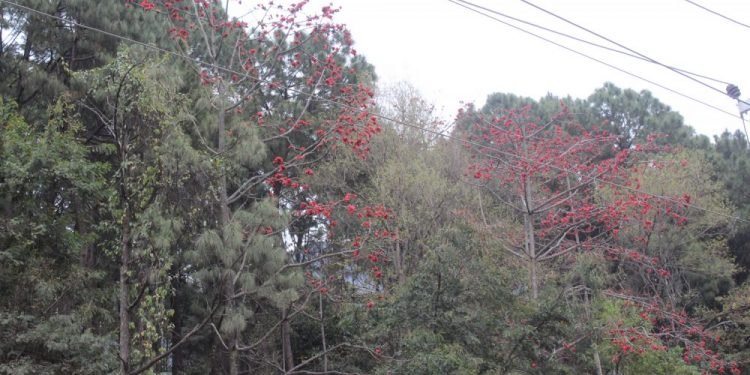 म्याग्दीका वन पाखामा फक्रँदै सिमल