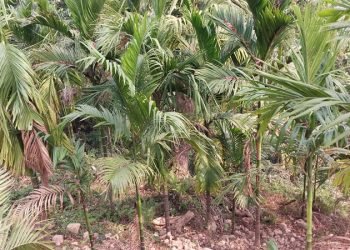 इलामका किसान सुपारी खेतीप्रति आकर्षित