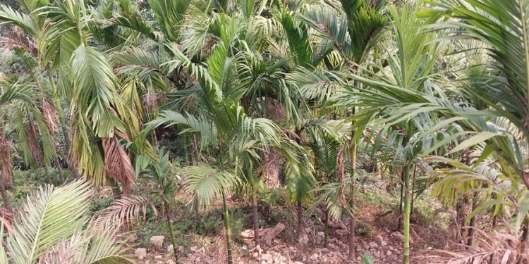 इलामका किसान सुपारी खेतीप्रति आकर्षित