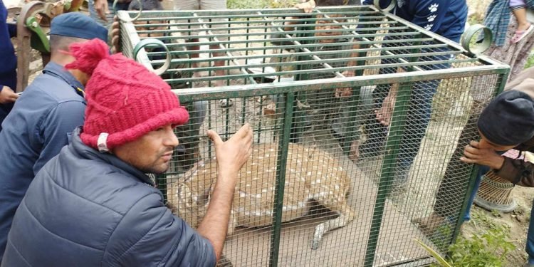 दुर्लभ पोथी चित्तलको उद्धार