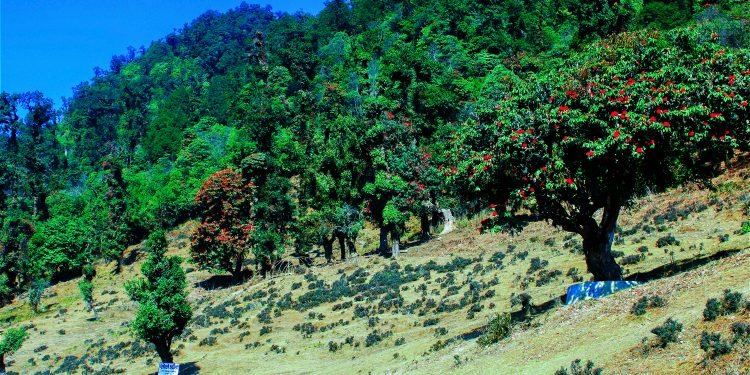 बागलुङको माथिल्लो क्षेत्रमा लालीगुराँससँग रमाउनेको चहलपहल