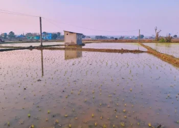 अनुदानले खेती क्षेत्र र उत्पादन बर्सेनि बढ्दै