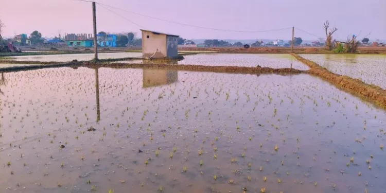 अनुदानले खेती क्षेत्र र उत्पादन बर्सेनि बढ्दै