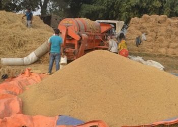 बारामा दुई लाख ७१ हजार मेट्रिक टन धान उत्पादन