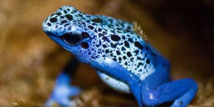 एउटा यस्तो विषालु भ्यागुता, जसको मूल्य नै पर्छ ३ लाख