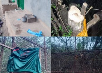 बुद्धचित्तको बोट काटेको आरोपमा माला ब्यापारी मानबहादुर पक्राउ