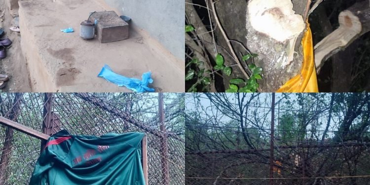 बुद्धचित्तको बोट काटेको आरोपमा माला ब्यापारी मानबहादुर पक्राउ