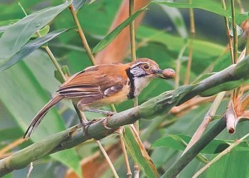 सर्प भन्दा बिषालु चरा, जसलाइ छोए मात्रै पनि मृत्यु हुन सक्छ