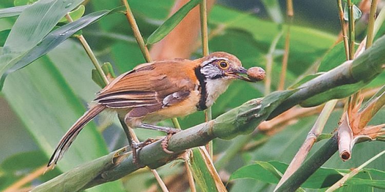 सर्प भन्दा बिषालु चरा, जसलाइ छोए मात्रै पनि मृत्यु हुन सक्छ
