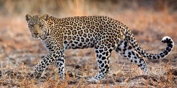 कास्कीमा कुकुरले चितुवा मार्यो