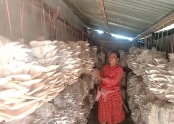 व्यावसायिक च्याउ खेतीबाट मनग्य आम्दानी