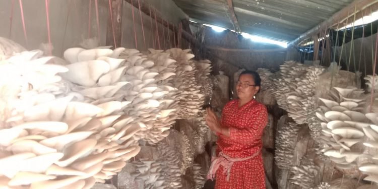व्यावसायिक च्याउ खेतीबाट मनग्य आम्दानी