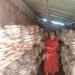 व्यावसायिक च्याउ खेतीबाट मनग्य आम्दानी
