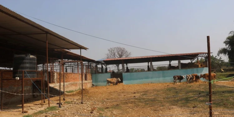 दूध र गोबर बेचेर मासिक एक लाख ५० हजार