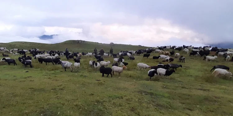 बन्दोबस्तीका सामान बोकेर गोठाला लेकतर्फ
