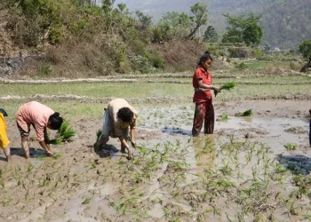 चैते धानमा किसानको आकर्षण