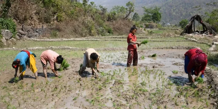 चैते धानमा किसानको आकर्षण