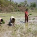 चैते धानमा किसानको आकर्षण