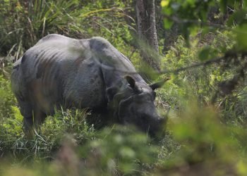 ३८ वर्षमा एक सय नौ गैँडा स्थानान्तरण, विभिन्न देशलाई २६ उपहार