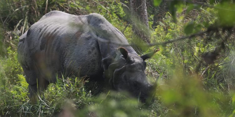 ३८ वर्षमा एक सय नौ गैँडा स्थानान्तरण, विभिन्न देशलाई २६ उपहार