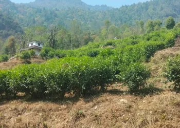 म्याग्दीको सिद्धभूमे सामुदायिक वनमा चिया खेती