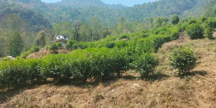 म्याग्दीको सिद्धभूमे सामुदायिक वनमा चिया खेती