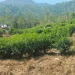 म्याग्दीको सिद्धभूमे सामुदायिक वनमा चिया खेती