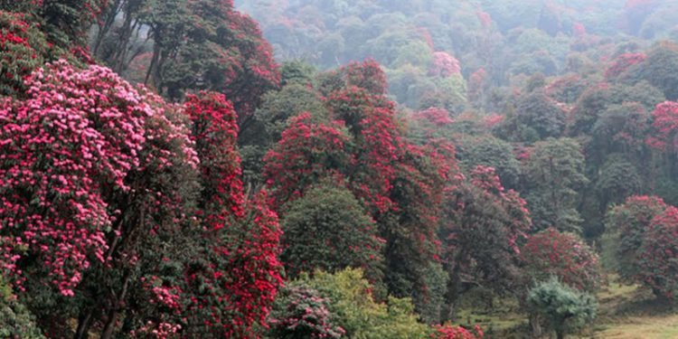 तीनजुरे मिल्के जलजले क्षेत्रमा गुराँस फँडानी रोक्न माग