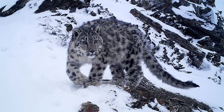 डोल्पामा हिउँ चितुवाको सङ्ख्या नेपालमै उच्च