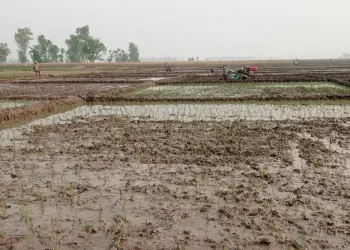 कञ्चनपुरमा चैते धानखेती घट्दै