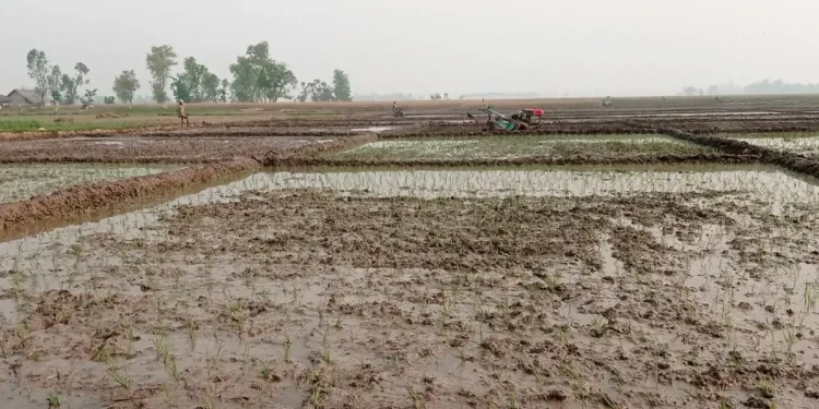 कञ्चनपुरमा चैते धानखेती घट्दै