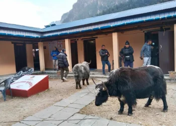 नस्ल सुधारका लागि ल्याइएका याक दुब्लाउँदै गए